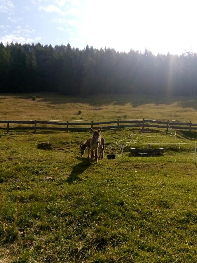 B&B Pra' Dei Cervi Telve Екстер'єр фото